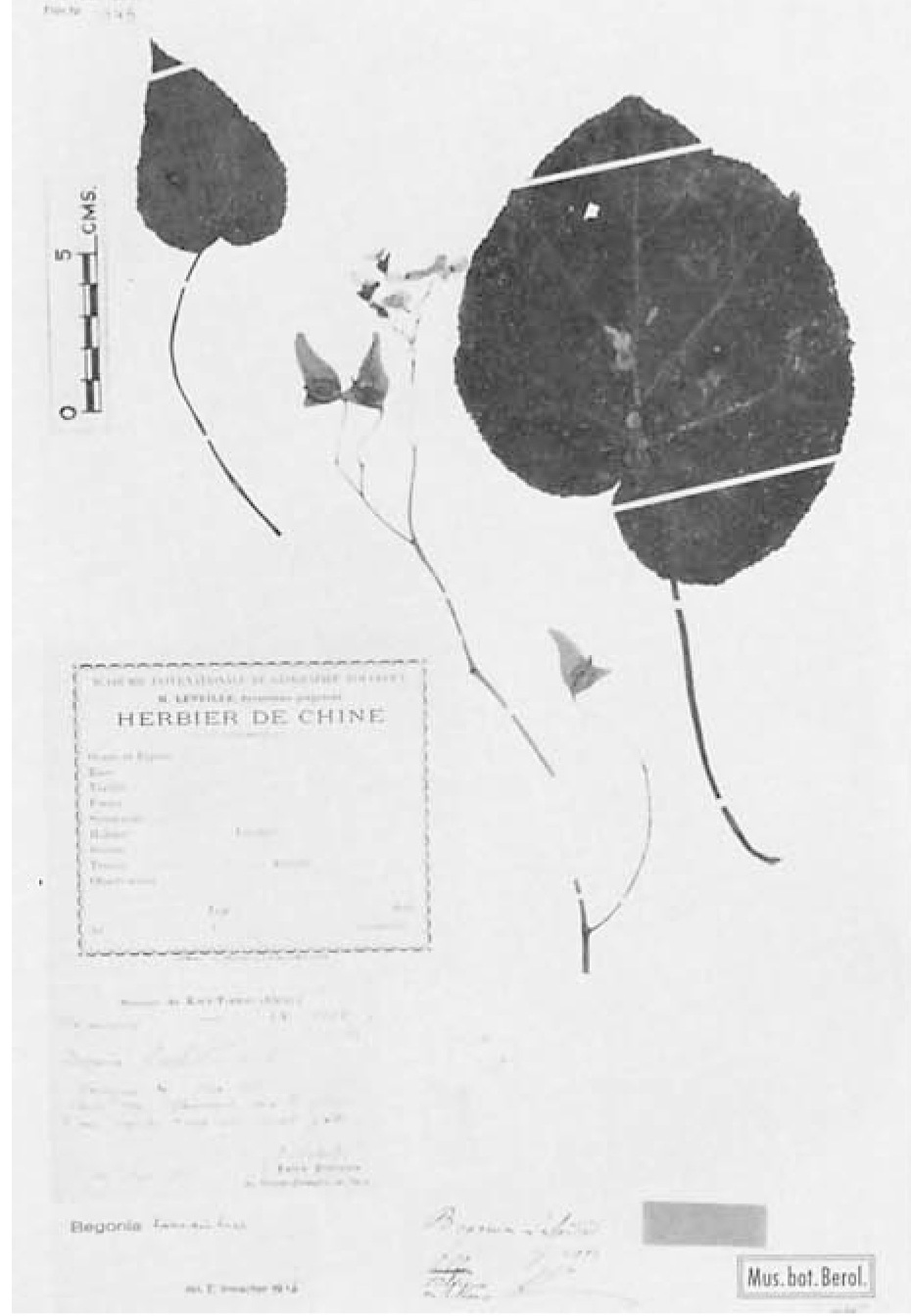 B. labordei